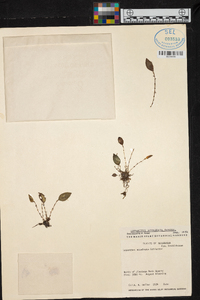 Lepanthes acuminata image