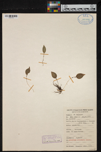 Lepanthes acuminata image