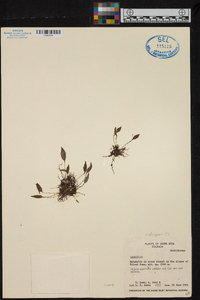 Lepanthes ciliisepala image