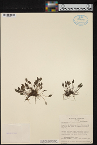 Lepanthes ciliisepala image