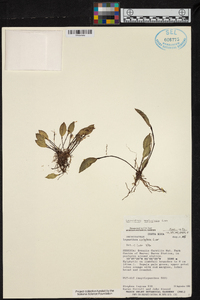 Lepanthes coeloglossa image