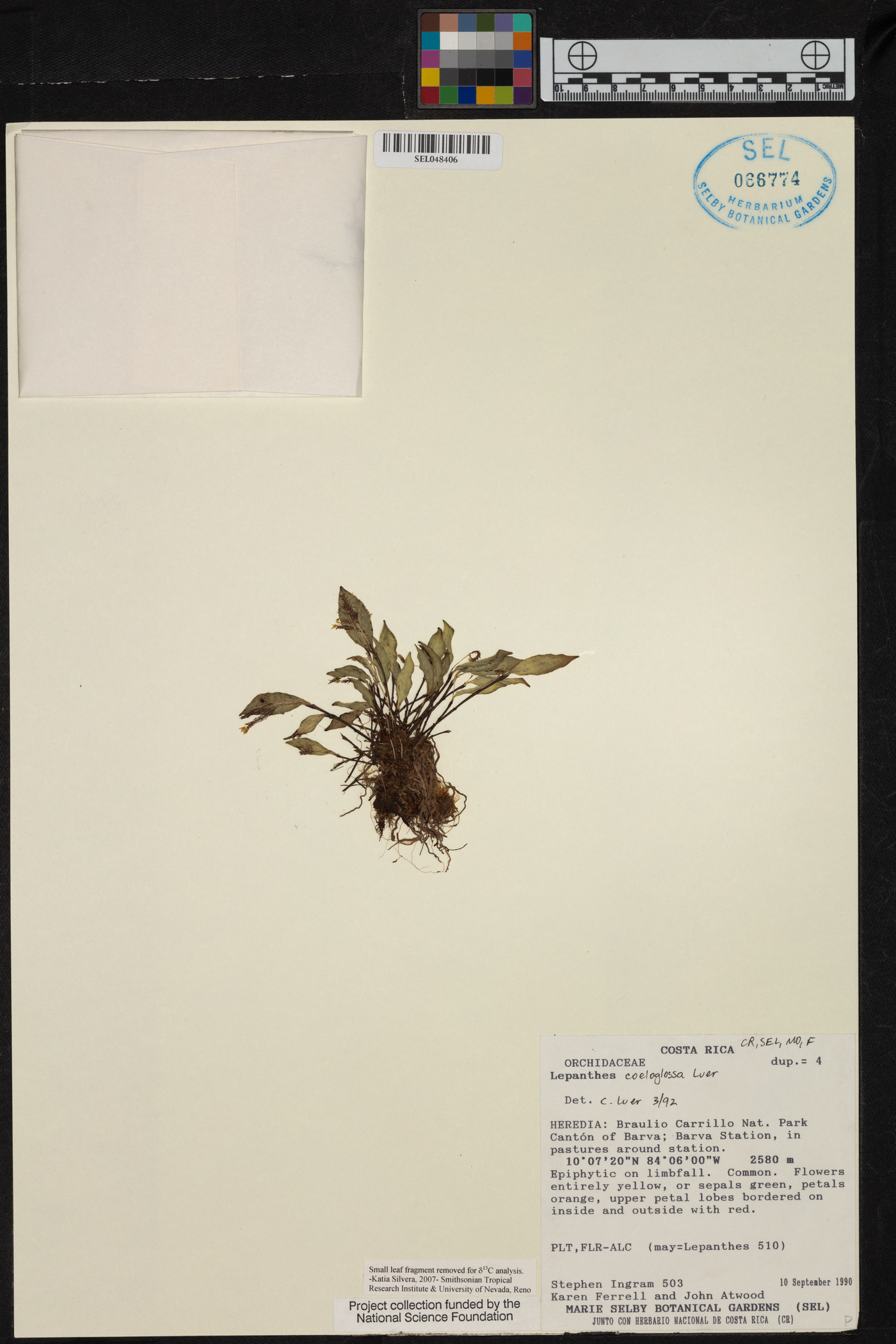 Lepanthes coeloglossa image