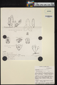 Lepanthes confusa image