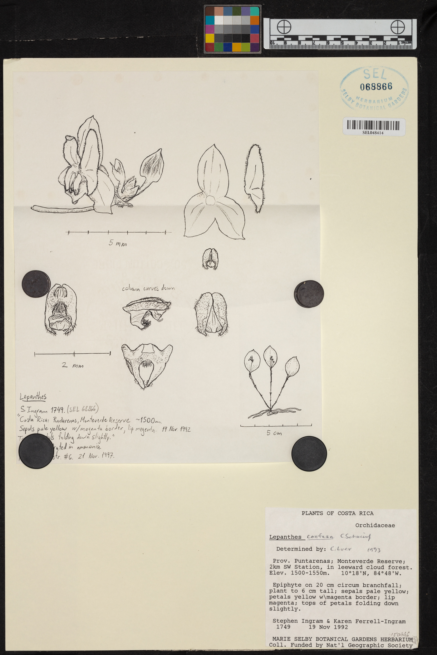 Lepanthes confusa image