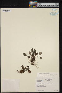 Lepanthes costaricensis image