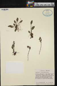 Lepanthes costaricensis image