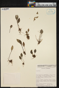 Lepanthes disticha image