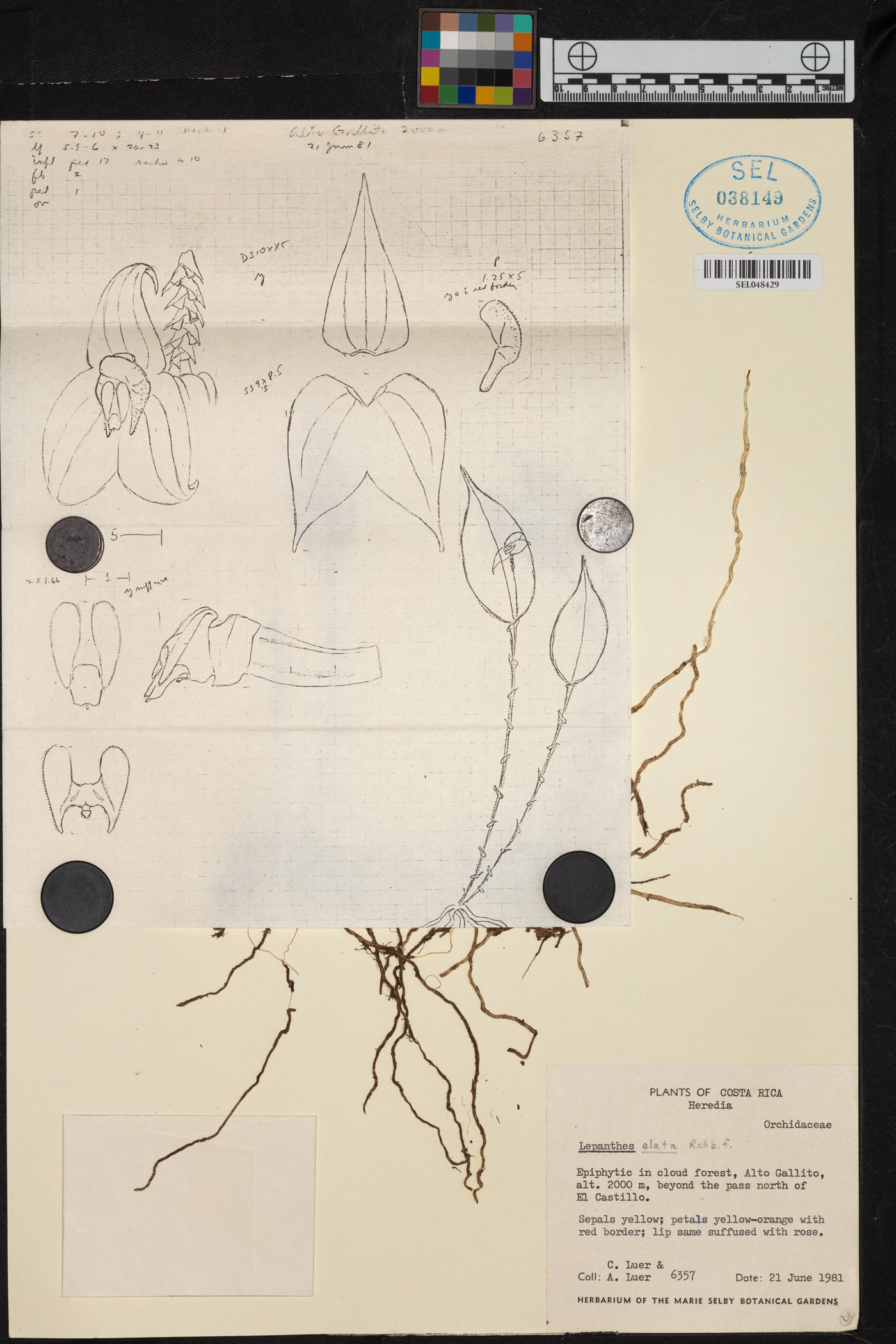 Lepanthes elata image