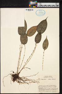 Lepanthes elata image