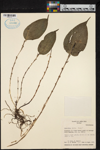 Lepanthes elata image