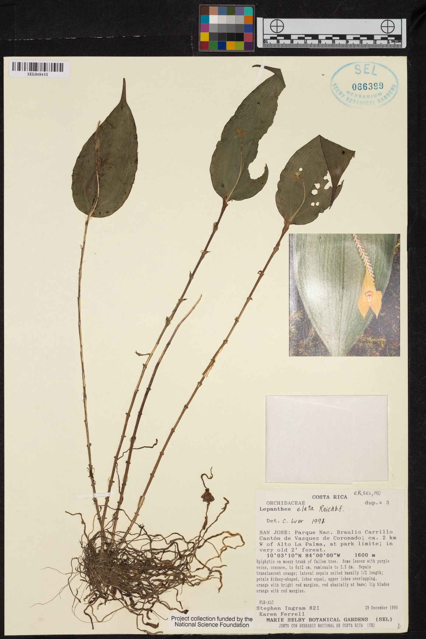 Lepanthes elata image