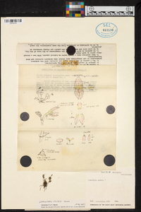 Lepanthes eximia image