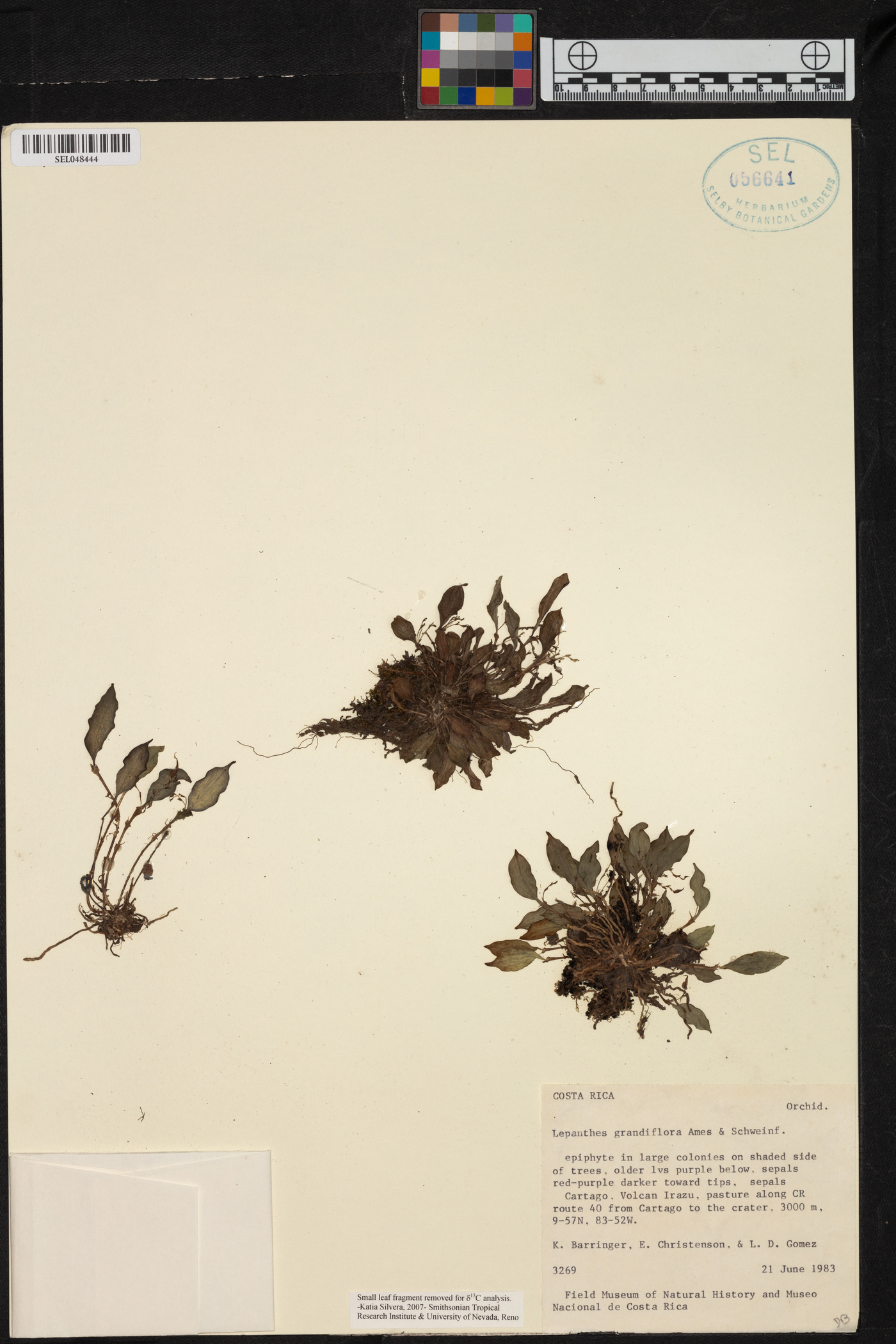 Lepanthes grandiflora image