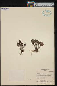 Lepanthes microglottis image