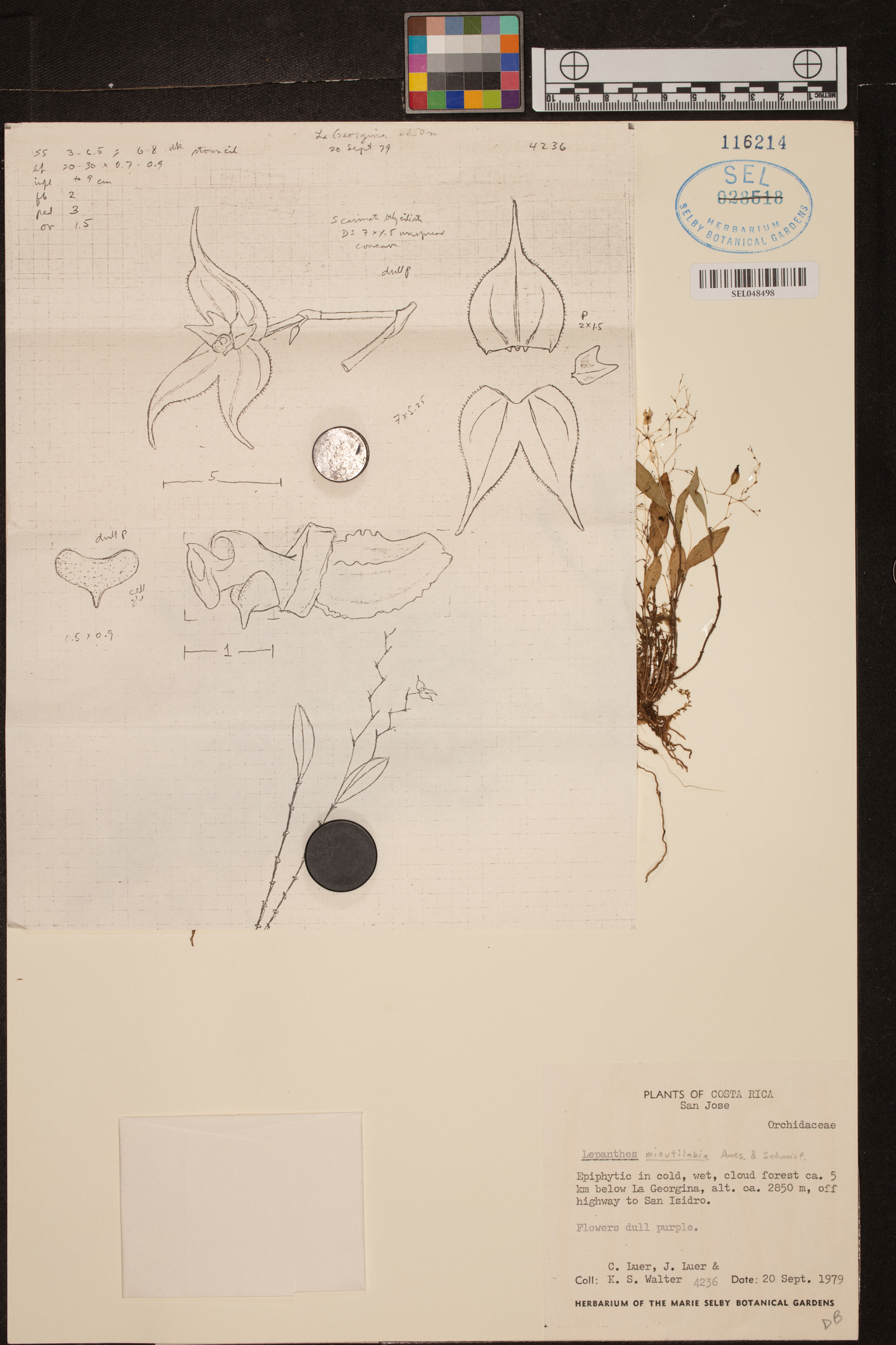 Lepanthes minutilabia image