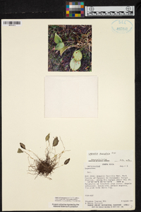 Lepanthes myiophora image