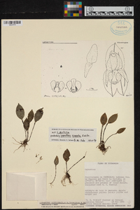 Lepanthes scopula image