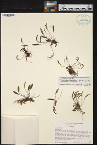 Lepanthes stenophylla image