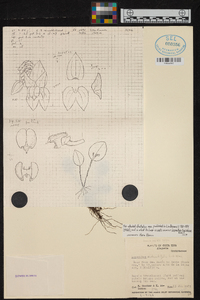 Lepanthes rotundifolia image