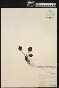 Lepanthes rotundifolia image