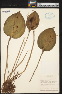 Lepanthes gargantua image