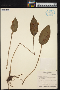 Lepanthes gargantua image