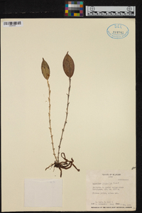 Lepanthes gargantua image