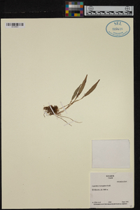 Lepanthes monoptera image