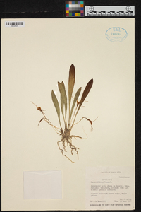 Masdevallia attenuata image