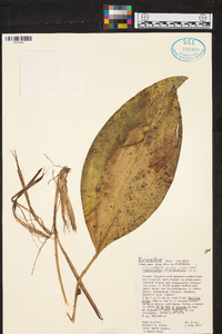 Stelis pidax image