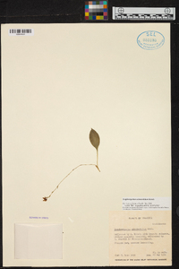 Scaphosepalum odontochilum image