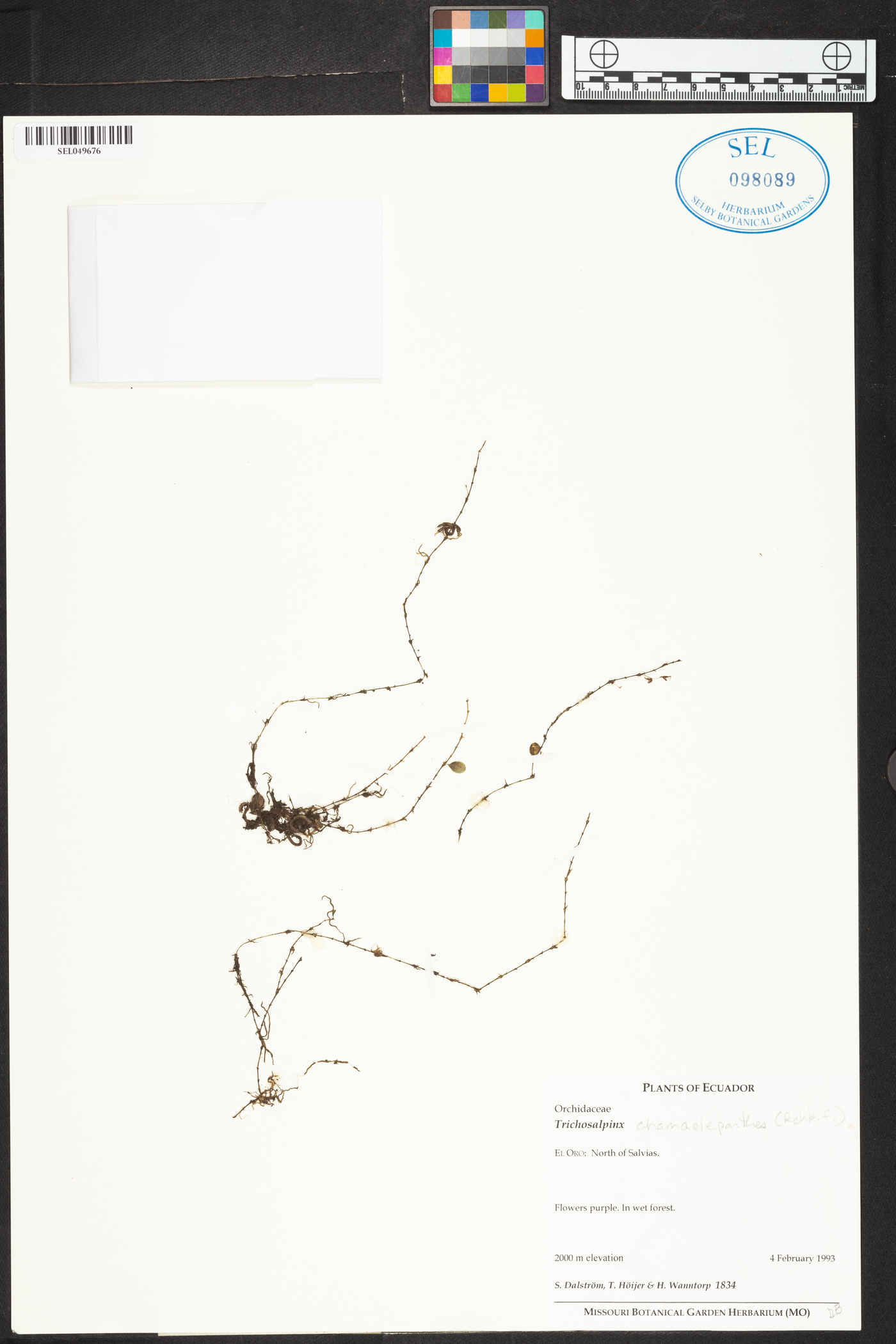 Trichosalpinx chamaelepanthes image