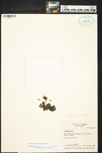 Image of Eurystyles ananassocomos
