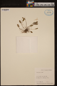 Lepanthopsis dodii image