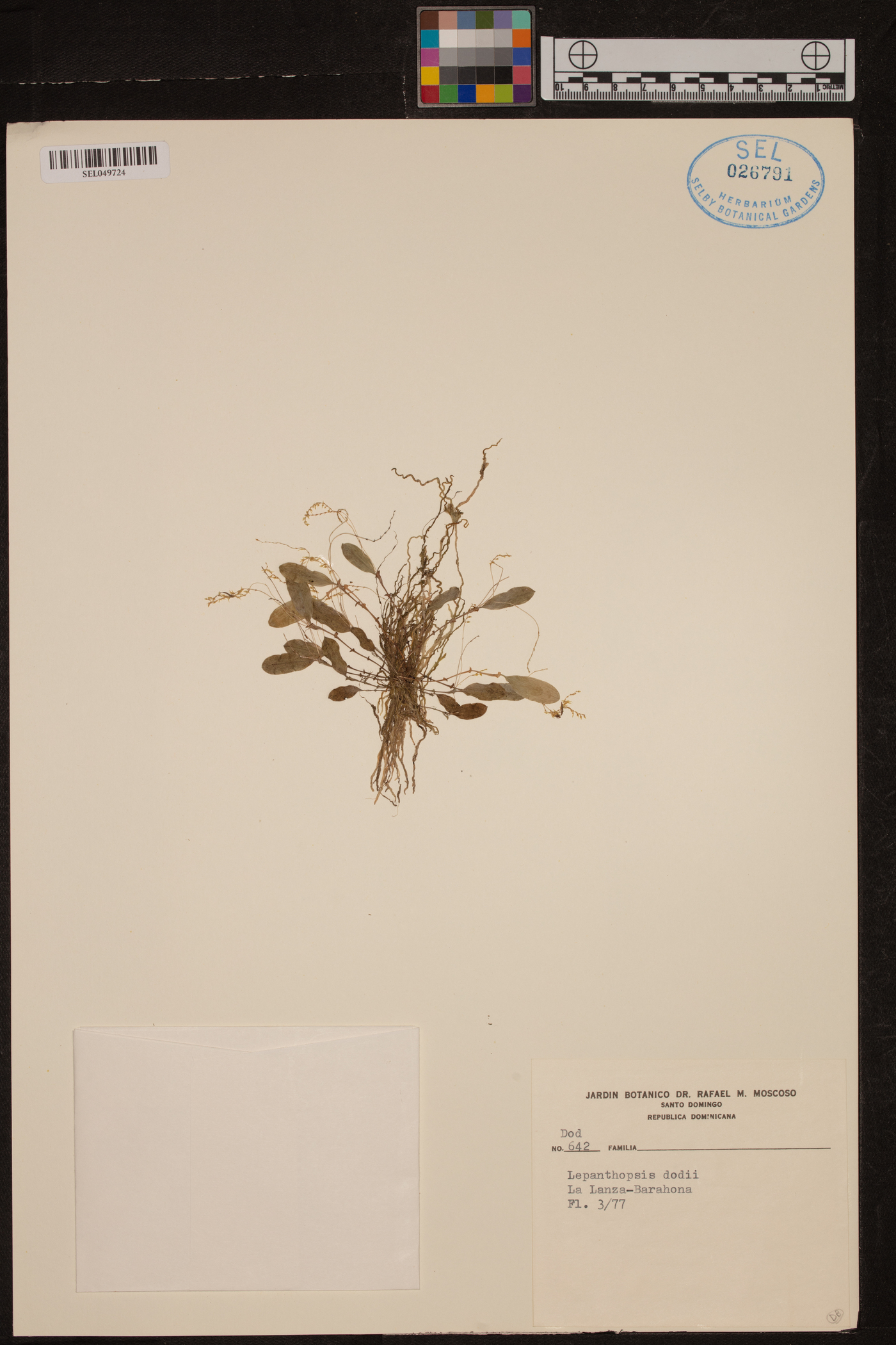 Lepanthopsis dodii image