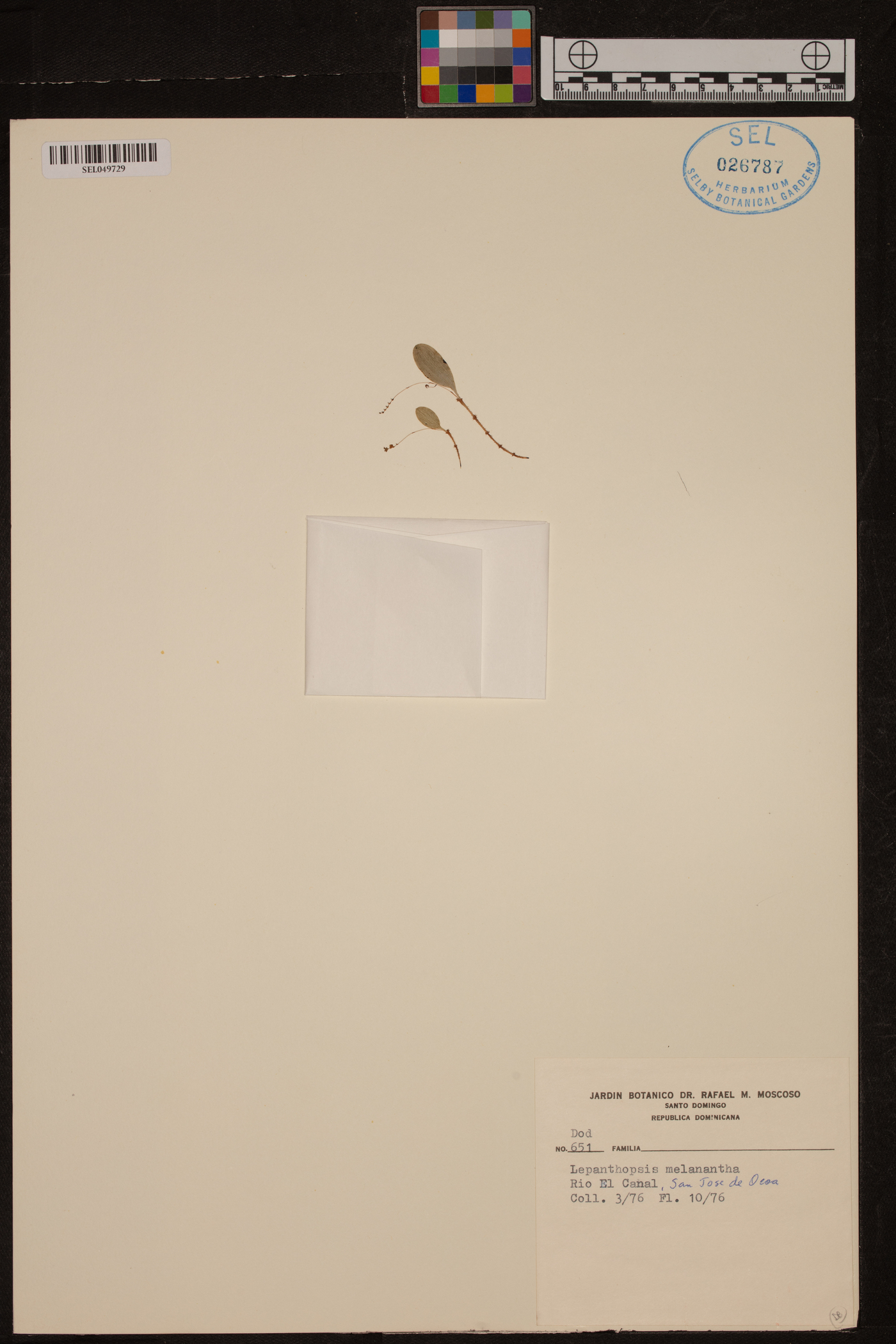 Lepanthopsis melanantha image