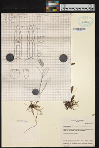 Lepanthopsis floripecten image