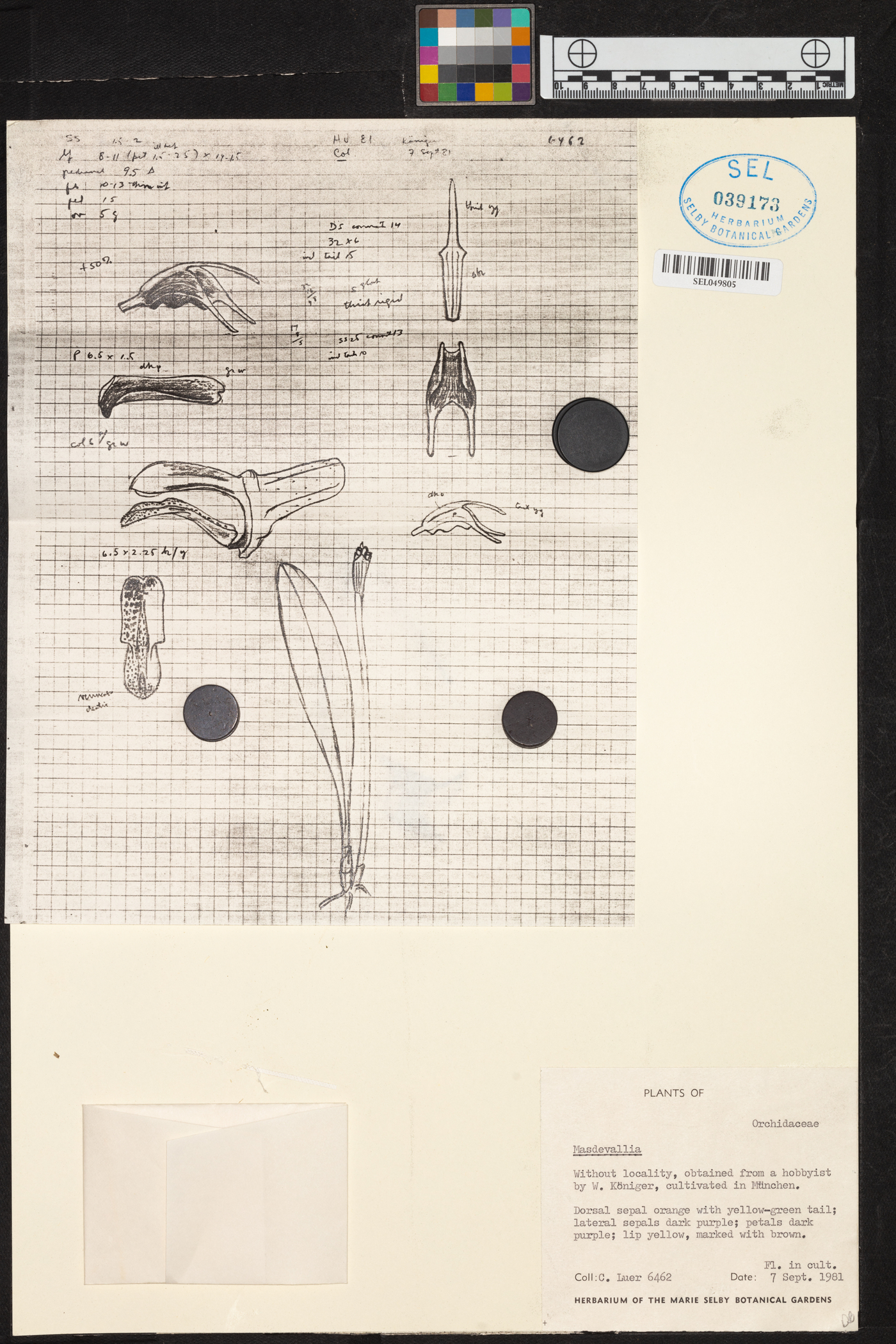 Masdevallia calagrasalis image