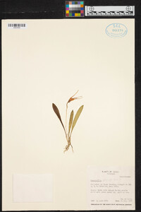 Masdevallia attenuata image