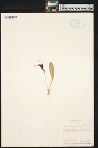 Masdevallia collina image