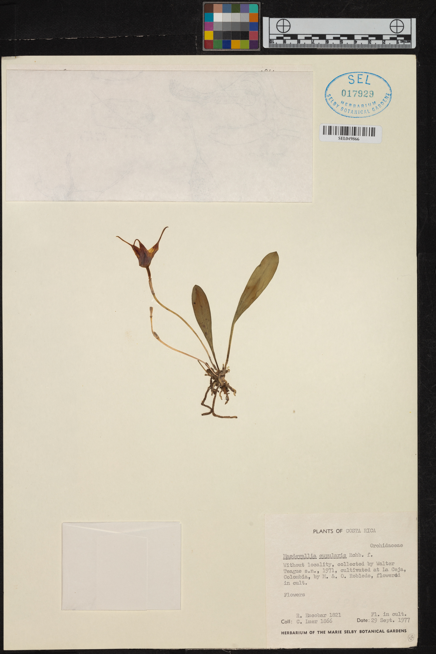 Masdevallia cupularis image