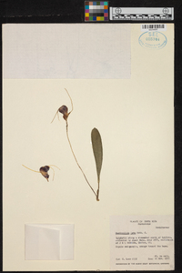 Masdevallia lata image