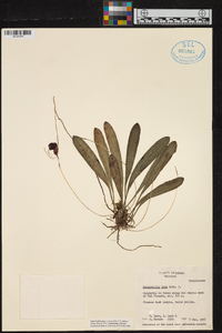 Masdevallia lata image