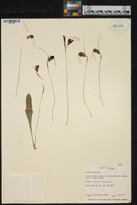 Masdevallia lata image