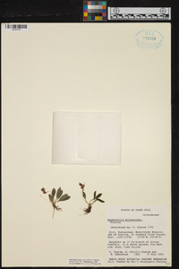 Masdevallia molossoides image