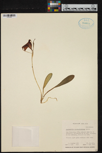 Masdevallia reichenbachiana image