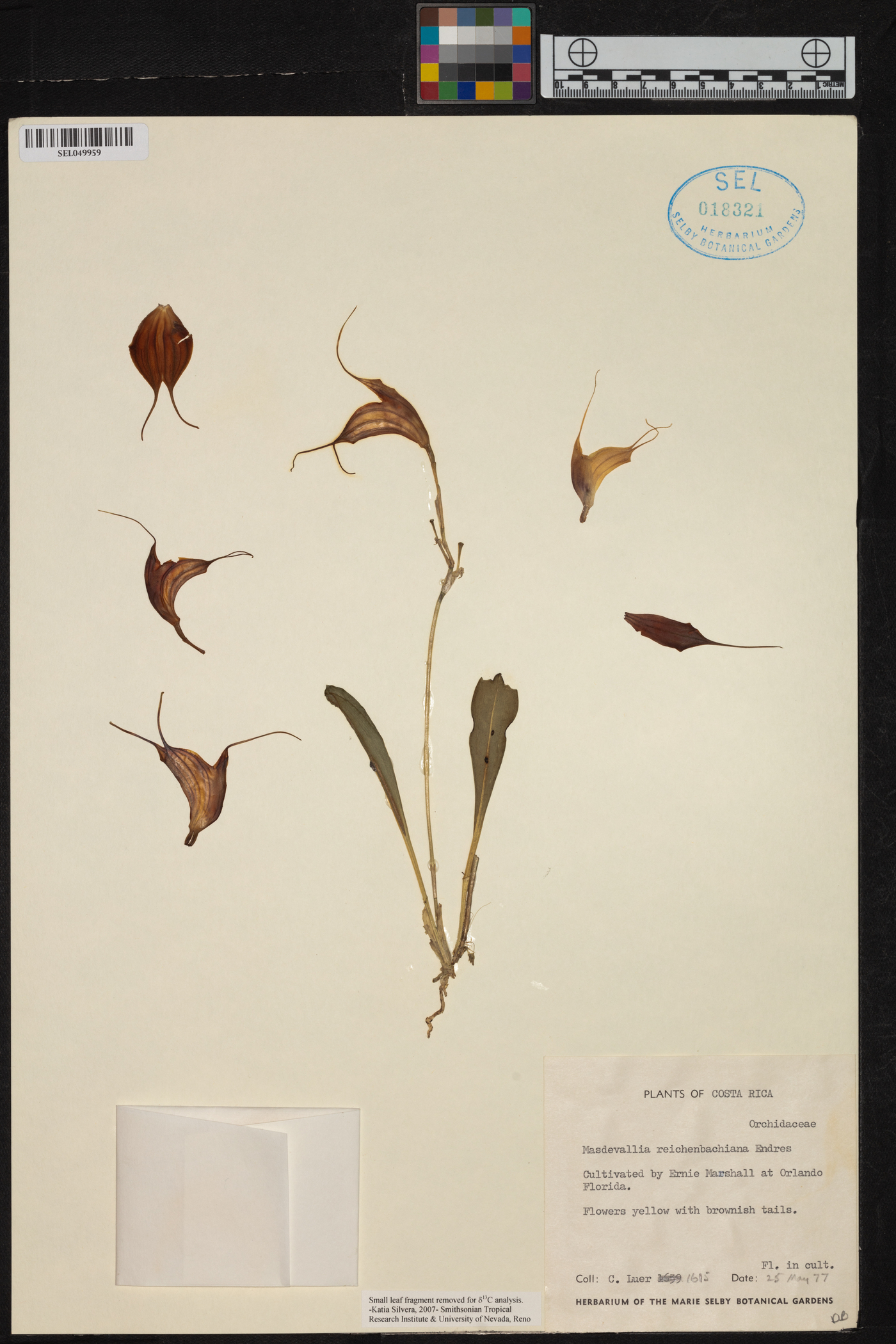 Masdevallia reichenbachiana image