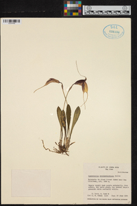 Masdevallia reichenbachiana image