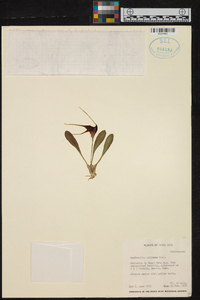 Masdevallia rolfeana image