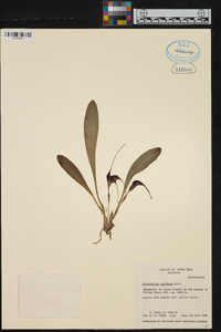 Masdevallia rolfeana image